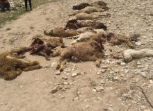 رانش زمین 38 گوسفند را در کهگیلویه تلف کرد