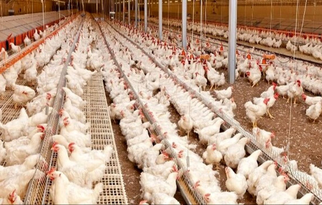 فعال شدن ۲۰ مرغداری راکد کمبود مرغ در کهگیلویه و بویراحمد را رفع می کند