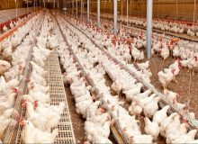 فعال شدن ۲۰ مرغداری راکد کمبود مرغ در کهگیلویه و بویراحمد را رفع می کند
