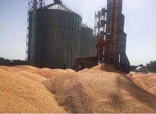 خرید ۷۳ هزار تن گندم در کهگیلویه و بویراحمد